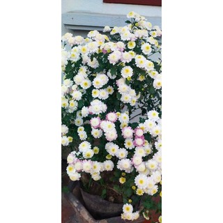 Cúc chi vàng - trà cổ rễ Trần (ship từ 5cây)