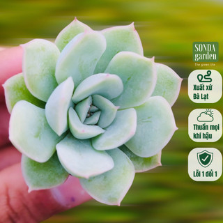 Sen đá liên đài trắng SONDA GARDEN size mini 2.5-4cm, cây cảnh trang trí nhà cửa, lỗi 1 đổi 1