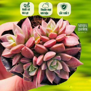 Sen đá mặt trăng SONDA GARDEN size bé 5-8cm, cây cảnh trang trí nhà cửa, lỗi 1 đổi 1