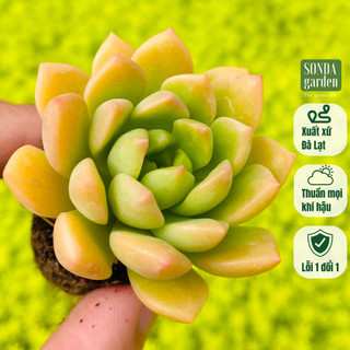 Sen đá mặt trời SONDA GARDEN size mini 2.5-4cm, cây cảnh trang trí nhà cửa, lỗi 1 đổi 1