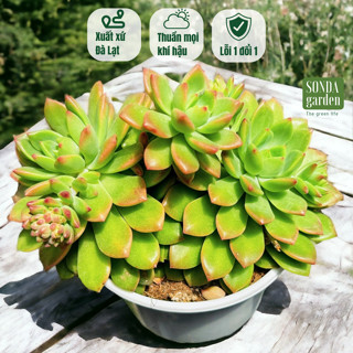  Sen đá mặt trời SONDA GARDEN size trung bình 10cm cây cảnh trang trí nhà cửa lỗi 1 đổi 1 