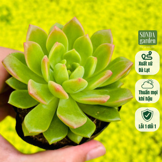 Sen đá mặt trời giống mới SONDA GARDEN size bé 5-8cm, cây cảnh trang trí nhà cửa, lỗi 1 đổi 1
