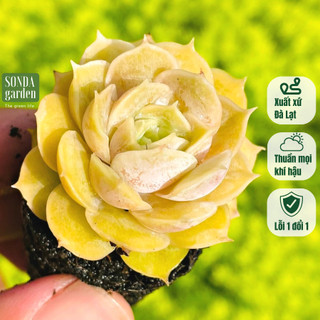 Sen đá ngọc bích SONDA GARDEN size mini 2.5-4cm cây cảnh trang trí nhà cửa, lỗi 1 đổi 1