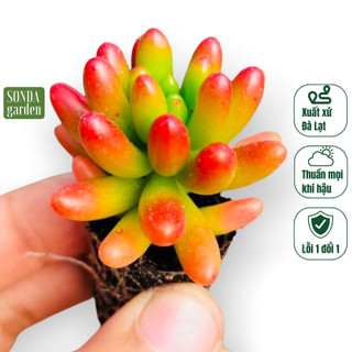 Sen đá thạch ngọc đỏ SONDA GARDEN size mini 2.5-4cm, cây cảnh trang trí nhà cửa, lỗi 1 đổi 1