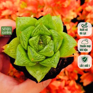 Sen đá ngọc lá lớn SONDA GARDEN size bé 5-8cm, cây cảnh trang trí nhà cửa, lỗi 1 đổi 1