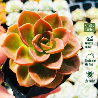 Sen đá nhật nguyệt SONDA GARDEN size bé 5-8cm, cây cảnh trang trí nhà cửa, lỗi 1 đổi 1