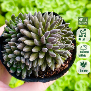 Sen đá nhím đen SONDA GARDEN size bé 5-8cm, cây cảnh trang trí nhà cửa, lỗi 1 đổi 1