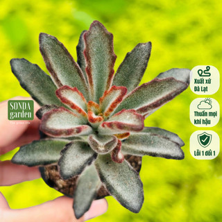 Sen đá nhung lông đen SONDA GARDEN size bé 5-8cm, cây cảnh trang trí nhà cửa, lỗi 1 đổi 1