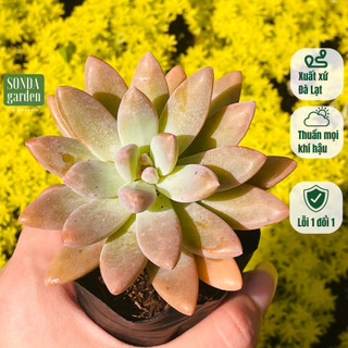 Sen đá pha lê SONDA GARDEN size bé 5-8cm, cây cảnh trang trí nhà cửa, lỗi 1 đổi 1