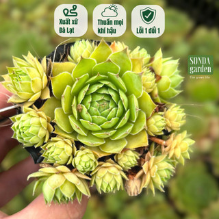 Sen đá phật bà SONDA GARDEN size bé 5-8cm, cây cảnh trang trí nhà cửa, lỗi 1 đổi 1