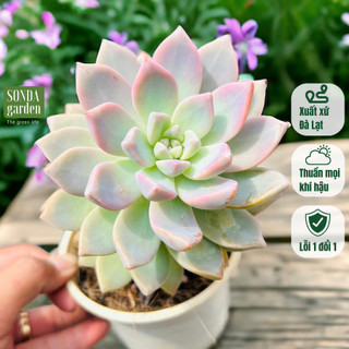 Sen đá pink gem sonda garden size trung bình 10cm, cây cảnh trang trí nhà cửa, lỗi 1 đổi 1