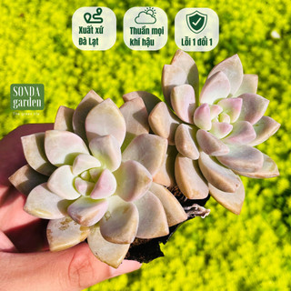 Sen đá pink gem SONDA GARDEN size bé 5-8cm, cây cảnh trang trí nhà cửa, lỗi 1 đổi 1
