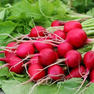 1 lạng hạt giống củ cải đường (sugar beet), phổ biến châu âu, mỹ, việt nam