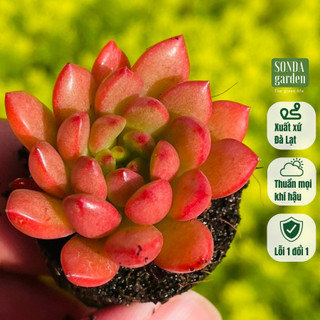 Sen đá ruby SONDA GARDEN size mini 2.5-4cm, cây cảnh trang trí nhà cửa, lỗi 1 đổi 1