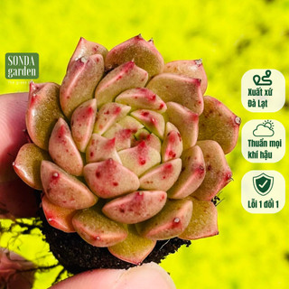 Sen đá ruby lá ngắn sonda garden size mini 2.5-4cm, cây cảnh trang trí nhà cửa, lỗi 1 đổi 1