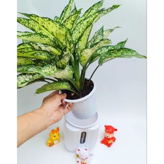 Cây Ngọc Ngân [ 2 gốc, nhiều gốc,sẵn chậu ] 217
