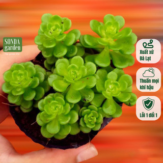 Sen đá sedum hoa hồng xanh SONDA GARDEN size bé 5cm, cây cảnh trang trí nhà cửa, lỗi 1 đổi 1
