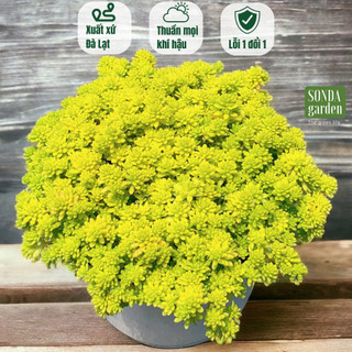 Sen đá sedum vàng SONDA GARDEN size trung bình 10cm, cây cảnh trang trí nhà cửa, lỗi 1 đổi 1