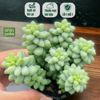  Sen đá chuỗi ngọc bi SONDA GARDEN size bé 5-8cm cây cảnh trang trí nhà cửa lỗi 1 đổi 1 