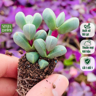  Sen đá tim 5 cây size mini 2.5-4cm SONDA GARDEN cây cảnh trang trí nhà cửa lỗi 1 đổi 1 