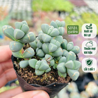 Sen đá tim SONDA GARDEN size bé 4-5cm, cây cảnh trang trí nhà cửa, lỗi 1 đổi 1