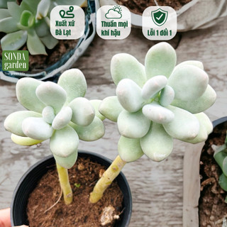 Sen đá sỏi trắng cổ thụ SONDA GARDEN size trung bình 10-12cm, cây cảnh trang trí nhà cửa, lỗi 1 đổi 1