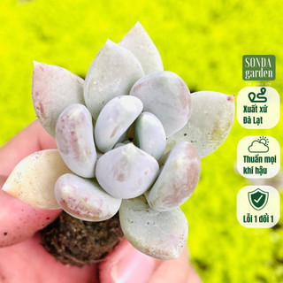 Sen đá sỏi xám SONDA GARDEN size mini 2.5-4cm, cây cảnh trang trí nhà cửa, lỗi 1 đổi 1