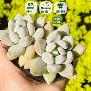 Sen đá sỏi xám SONDA GARDEN size bé 5-8cm, cây cảnh trang trí nhà cửa, lỗi 1 đổi 1