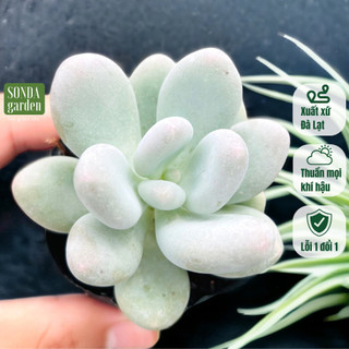 Sen đá sỏi mập SONDA GARDEN size bé 5-8cm, cây cảnh trang trí nhà cửa, lỗi 1 đổi 1