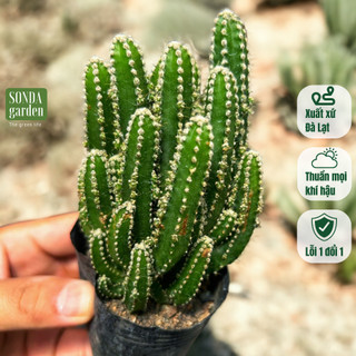  Xương rồng thanh sơn SONDA GARDEN size bé 5-7cm cây cảnh trang trí nhà cửa lỗi 1 đổi 1 