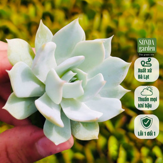 Sen đá ngọc trinh SONDA GARDEN size mini 2.5-4cm, cây cảnh trang trí nhà cửa, lỗi 1 đổi 1