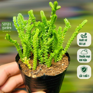 Cỏ trúc xanh SONDA GARDEN size bé 4-5cm, cây cảnh trang trí nhà cửa, lỗi 1 đổi 1