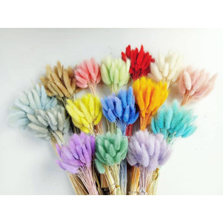 Hoa khô cỏ Đuôi thỏ làm đồ decor handmade