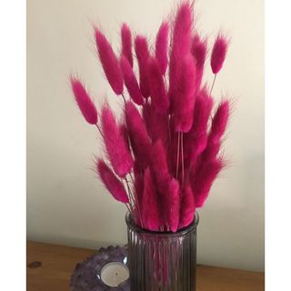 Bó hoa Đuôi Thỏ Mỹ Bunny Tails mix nhiều màu