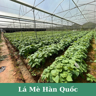 Hạt giống lá mè Hàn Quốc (lá vừng, lá kê nhíp dùng ăn đồ nướng)