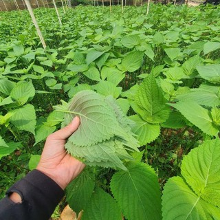 Hạt giống lá mè Hàn Quốc (lá vừng, lá kê nhíp dùng ăn đồ nướng)