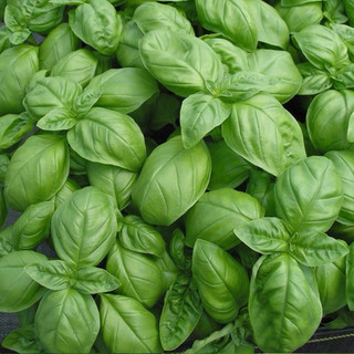 Hạt giống rau thơm húng tây (Basil)