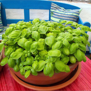 Hạt giống rau thơm húng tây (Basil)