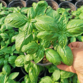Hạt giống rau thơm húng tây (Basil)