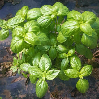 Hạt giống rau thơm húng tây (Basil)