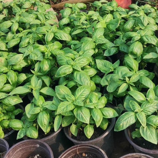 Hạt giống rau thơm húng tây (Basil)