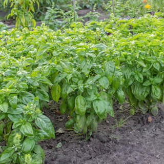 Hạt giống rau thơm húng tây (Basil)