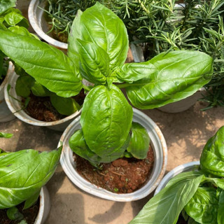 Hạt giống rau thơm húng tây (Basil)