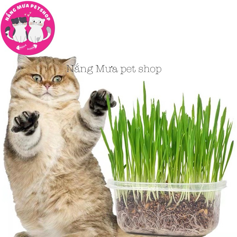 Bộ Kit Trồng Cỏ Mèo