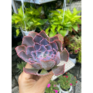 Sen bắp cải tím nhỏ
