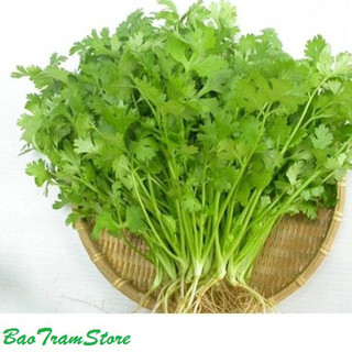 Hạt giống rau mùi tía gói 20 gram xuất xứ Việt Nam