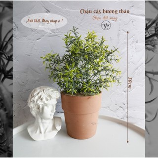 Cây giả, Chậu cây Hương Thảo kèm chậu đất nung để bàn trang trí