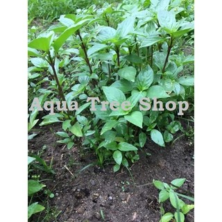 Hạt Giống Húng Quế gói 5gram – Rau Gia Vị Thơm Ngon, Dễ Trồng, Thu Hoạch Liên Tục