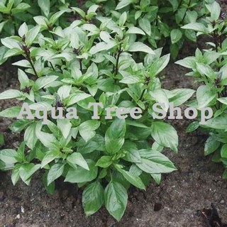 Hạt Giống Húng Quế gói 5gram – Rau Gia Vị Thơm Ngon, Dễ Trồng, Thu Hoạch Liên Tục