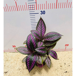 Chậu persian shield - gấm phụng hoàng